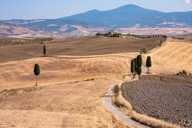 Estrada rural pitoresca com cipreste entre campos amarelos de verão na Toscana Itália