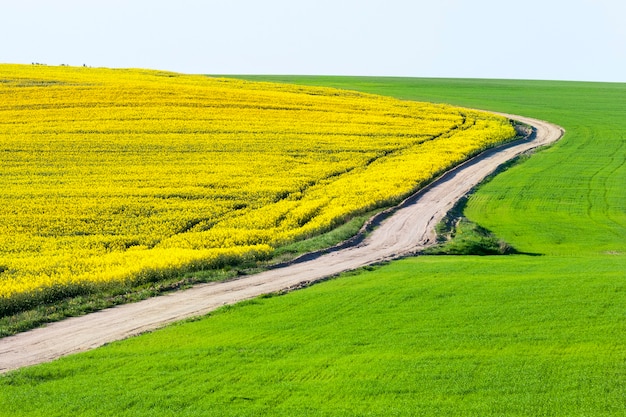 Estrada rural vazia através dos campos agrícolas