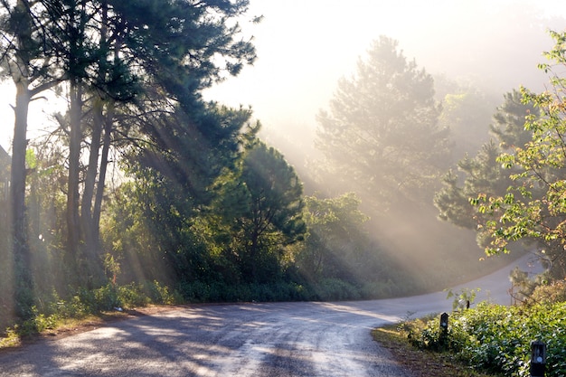 Estrada rural