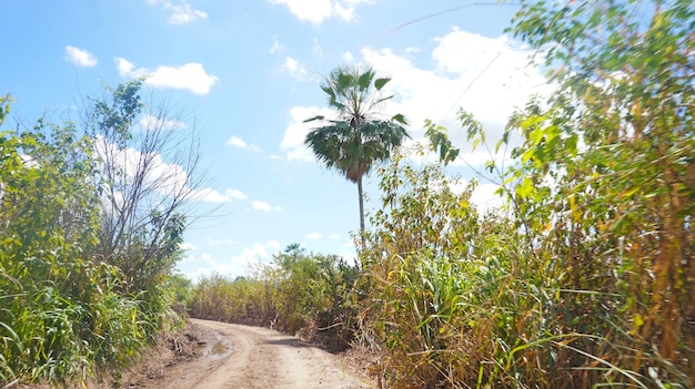 Foto estrada rural