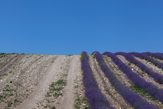 Estrada secundária à beira do campo de lavanda. perspectiva, foco seletivo, céu azul.