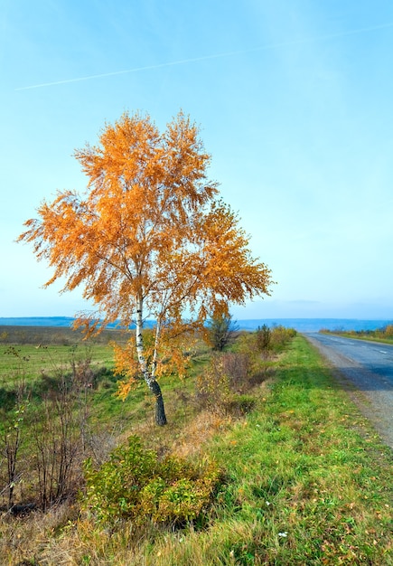 Estrada secundária de outono e bétula amarela na lateral