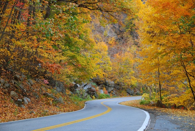 Estrada sinuosa de outono