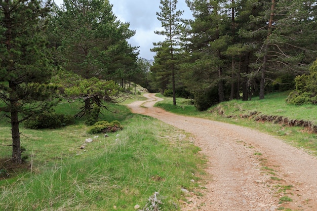 Estrada sinuosa de terra montanhosa entre árvores em uma floresta