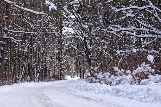 Estrada sinuosa limpa na floresta de inverno nevado.