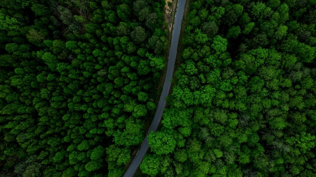 Estrada sinuosa na floresta vista aérea Drone Fotografia aérea