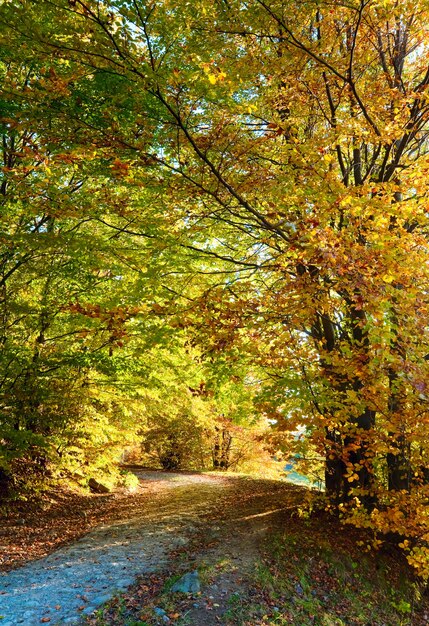 Estrada suja de montanha de outono e bela floresta de faias de outubro (Cárpatos, Ucrânia).