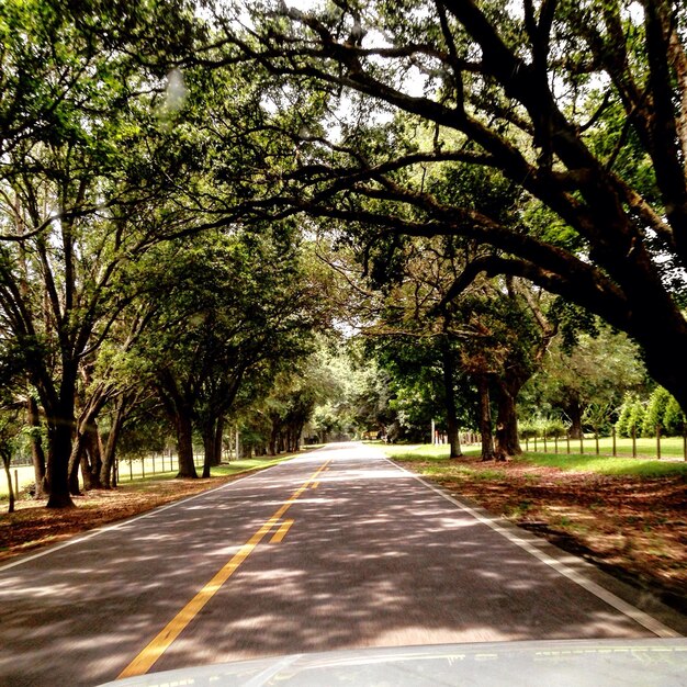 Foto estrada vazia ao longo das árvores