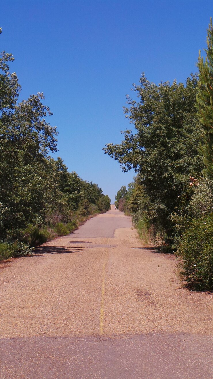Foto estrada vazia ao longo das árvores