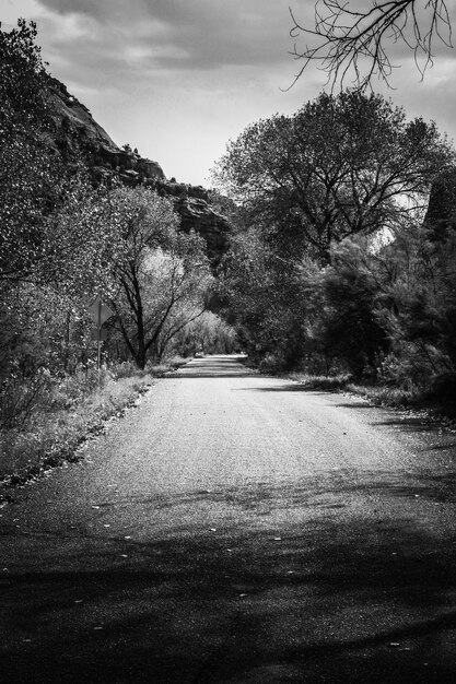 Foto estrada vazia ao longo das árvores