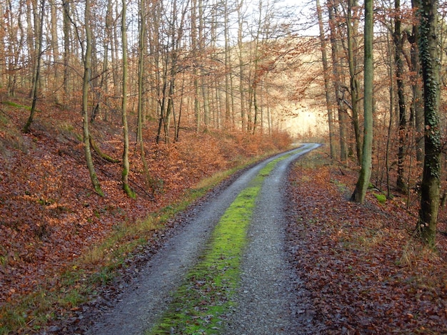 Estrada vazia ao longo de árvores na floresta