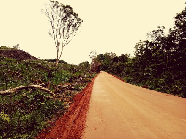 Foto estrada vazia ao longo de plantas e árvores contra o céu