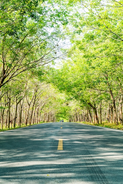 Estrada vazia com arco de árvore ou túnel