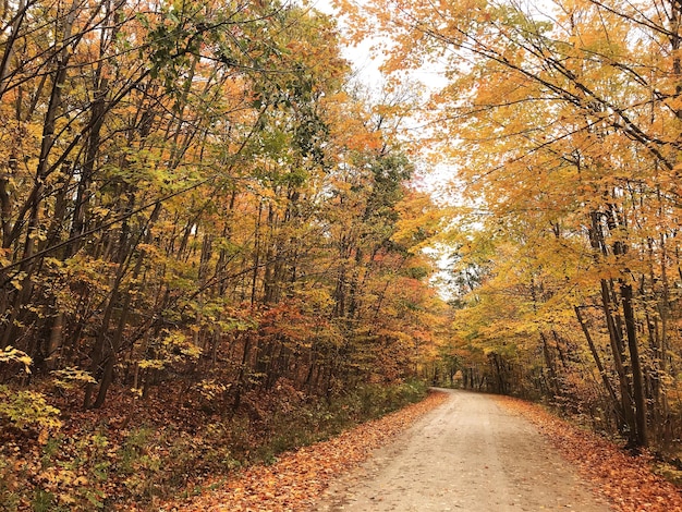 Estrada vazia em meio a árvores na floresta durante o outono