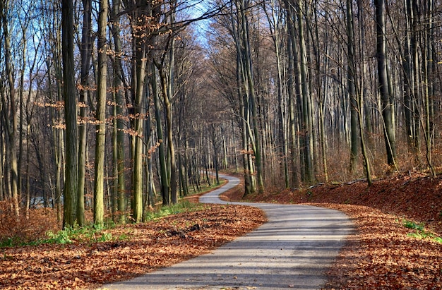 Estrada vazia em meio a árvores na floresta durante o outono
