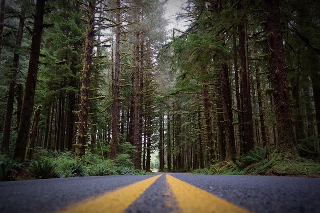 Foto estrada vazia em meio a árvores na floresta pnw