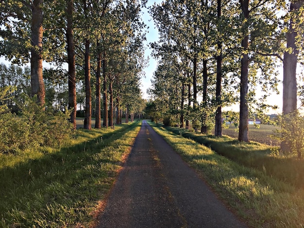 Foto estrada vazia no meio das árvores na floresta