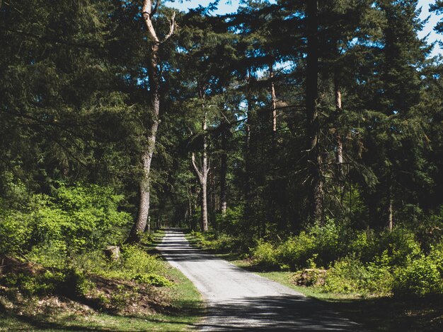 Estrada vazia no meio das árvores na floresta