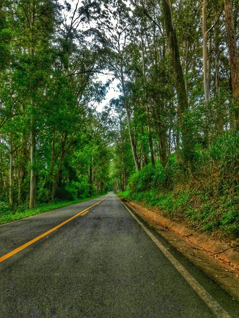 Foto estrada vazia no meio das árvores na floresta