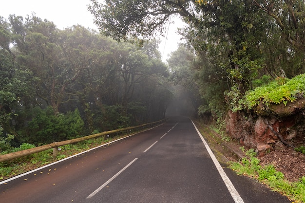 Estrada vazia, rodeada por árvores, Tenerife, Anaga