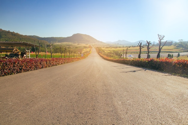 Estrada viagem, ligado, verão, lado rural