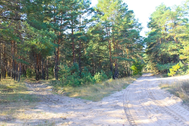 Estradas bifurcadas de areia em uma floresta de pinheiros