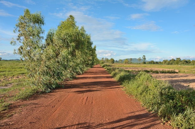 Estradas de terra na Tailândia rural com uma árvore