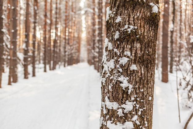 Estradas e trilhas florestais bonitas e incomuns Linda paisagem de inverno As árvores ficam em fila