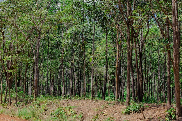 Estradas em Santuário da Vida Selvagem Huai Kha Khaeng, Tailândia