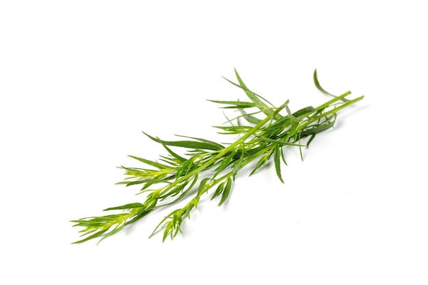 Estragón o estragón aislado sobre fondo blanco Artemisia dracunculus Vista superior Hierba verde