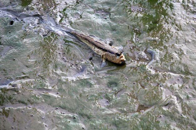 É estranho ver peixes em terra.