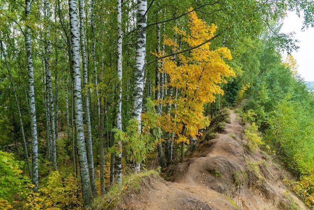 Un estrecho camino forestal en el bosque de otoño entre los abedules