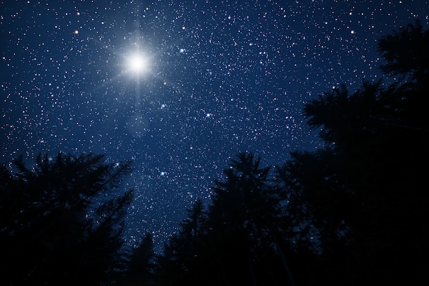 Foto estrela brilhante no céu durante a noite na floresta