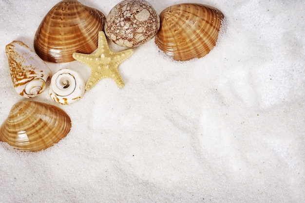 Estrela da concha do mar, pedra na areia com espaço para texto Mar de verão