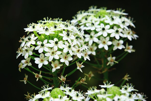 Estrela de Belém ou Ornithogalum Saundersiae flores florescendo no jardim com fundo preto