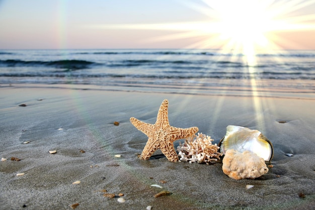 Foto estrela de mar com corais e conchas na praia contra o céu brilhante durante o pôr-do-sol