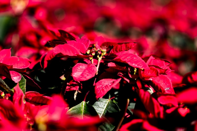 Estrela de Natal no jardim.