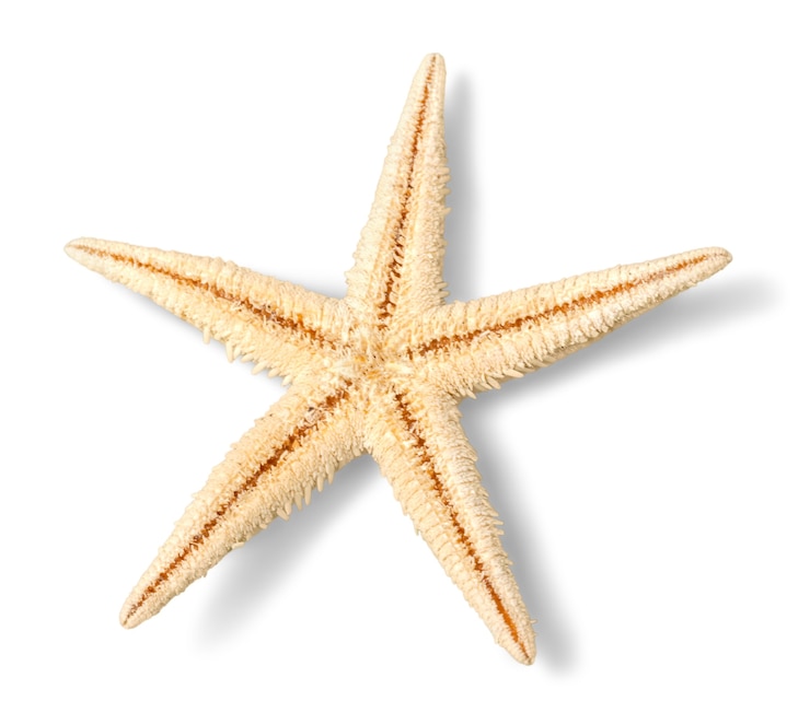Foto estrela do mar amarela isolada em fundo branco