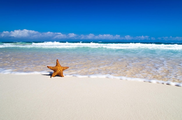 Estrela do mar com praia oceânica e marinha