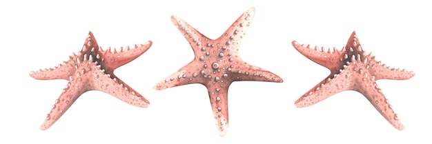 Estrela do mar cor de coral em diferentes ângulos Ilustração de aquarela Objetos isolados de um grande conjunto de BALEIAS Para design de decoração e composições no tema mar e praia