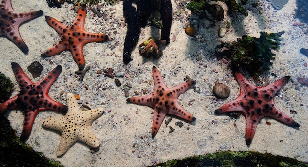 Foto estrela do mar debaixo d'água sobre a areia no mar tropical.
