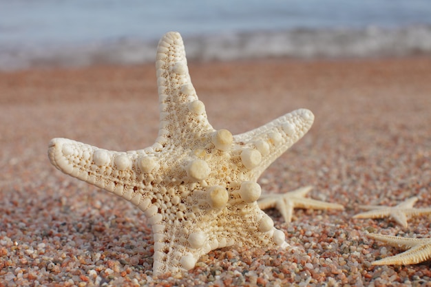 Estrela do mar em uma praia de areia