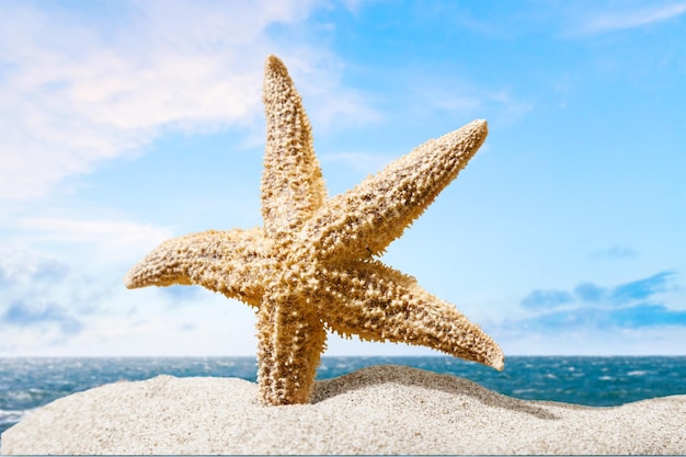 Estrela do mar em uma praia