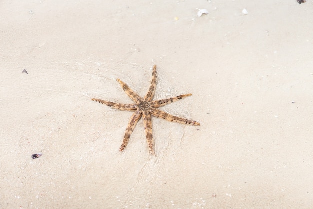 Estrela do mar estrela do mar na areia da praia