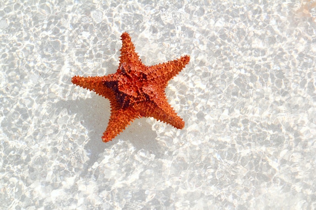 Estrela do mar laranja em águas rasas onduladas