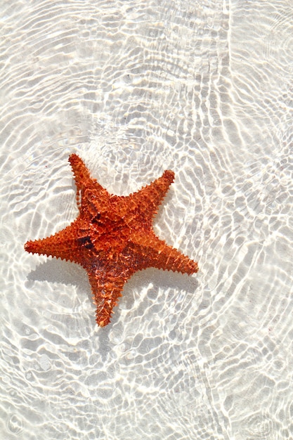 Estrela do mar laranja em águas rasas onduladas