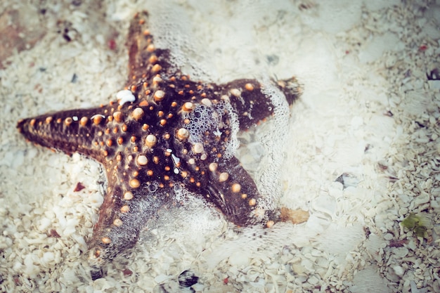 Estrela do mar na areia close-up