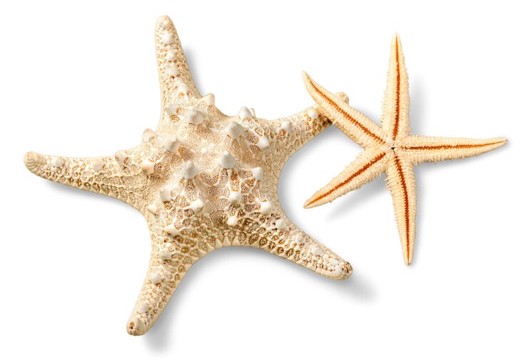 Foto estrela do mar na areia da praia. fechar-se