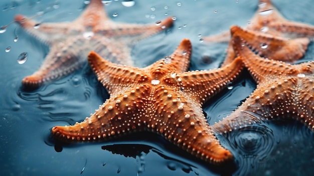 Foto estrela do mar na costa