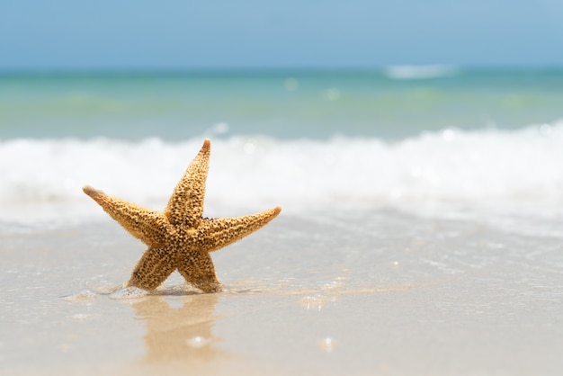 Estrela do mar na praia da areia para o conceito das férias de verão.